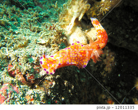 creature creature 12011335