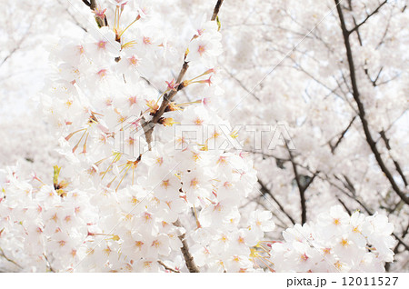 桜 桜 12011527