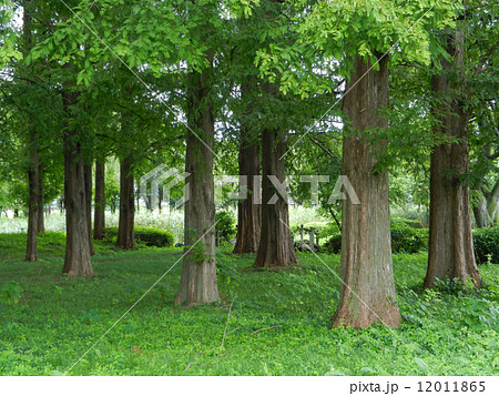 カラマツ カラマツ 12011865