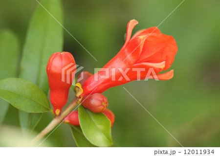 Pomegranate flower Pomegranate flower 12011934