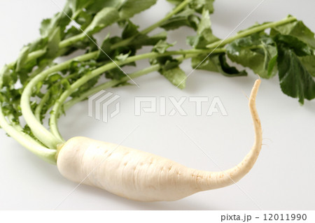 日本の野菜 だいこん 日本の野菜 だいこん 12011990