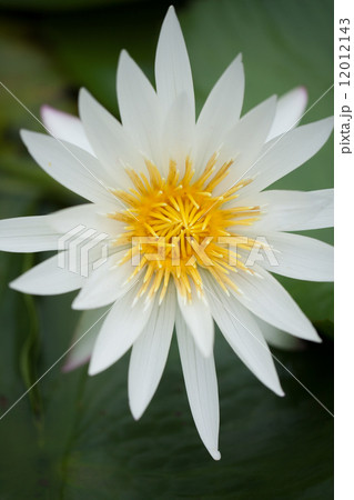 スイレン 12012143