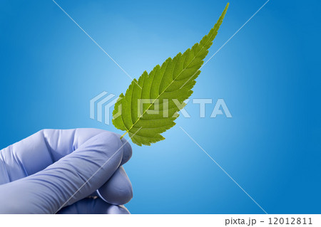 Leaf of medicinal plant in hand Leaf of medicinal plant in hand 12012811