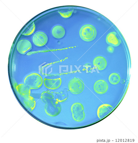 Growth of pathogenic bacteria populations populations from comme 12012819