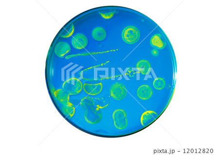 Growth of pathogenic bacteria populations populations from comme Growth of pathogenic bacteria populations populations from comme 12012820