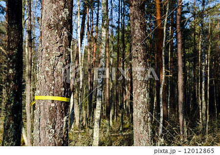 Marked tree 12012865