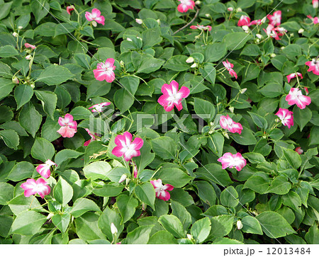 インパチェンスの花 12013484
