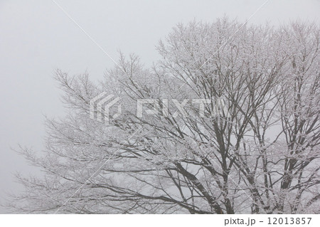 雪景色 12013857