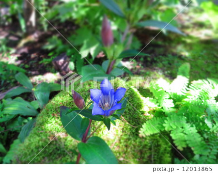 リンドウ　秋 12013865