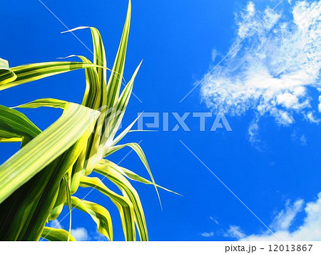 ダンチクと青空 12013867