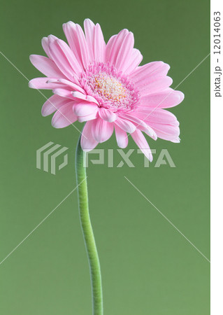 桃色のガーベラ 桃色のガーベラ 12014063