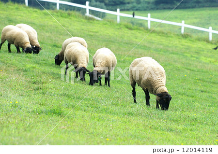 年賀状素材　北海道のヒツジ 12014119