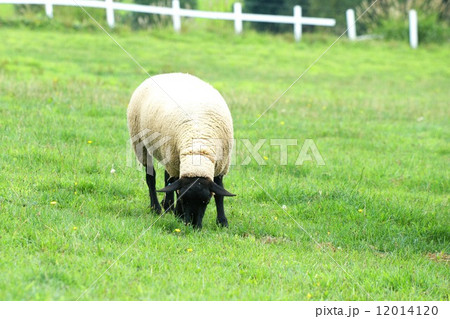 年賀状素材　北海道のヒツジ 12014120