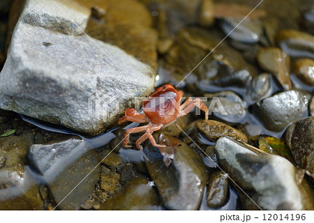 清流のサワガニ 12014196