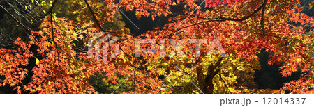 香嵐渓の紅葉 12014337