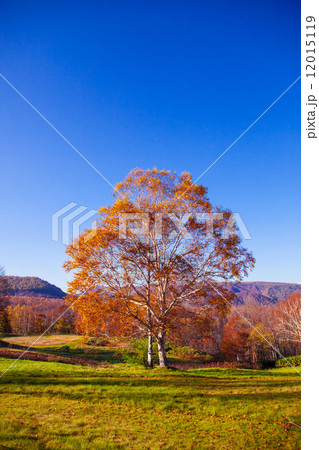 紅葉の広葉樹 紅葉の広葉樹 12015119