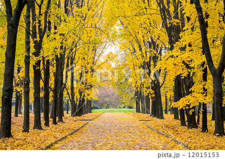 Autumn park Autumn park 12015153