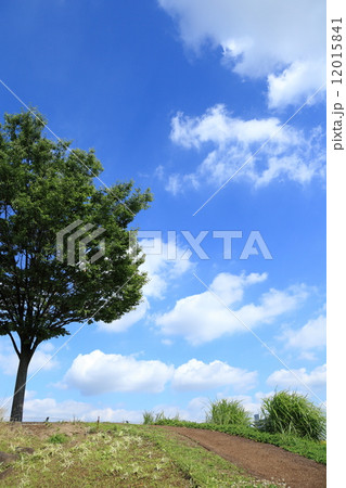 青空と木 12015841
