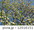 ハナミズキ1 12016151