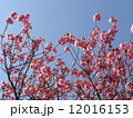 八重桜1 12016153