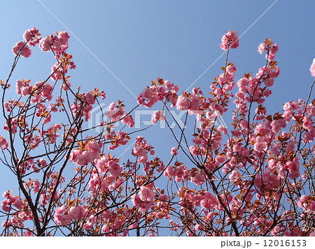 八重桜1 12016153