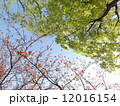 ボタン桜に新緑1 12016154