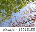 ボタン桜に新緑2 12016155