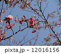 ボタン桜1 12016156