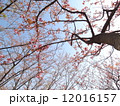 ボタン桜2 12016157