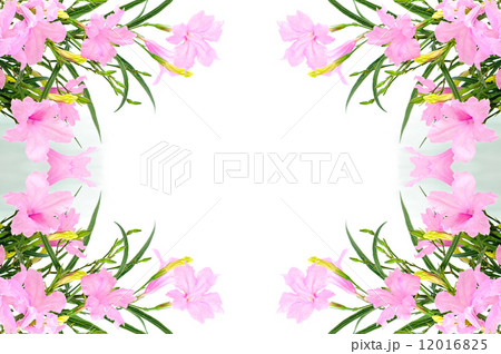 Ruellia Ruellia 12016825