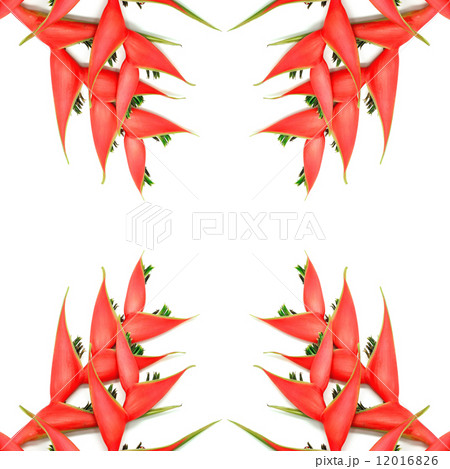 Heliconia isolated Heliconia isolated 12016826