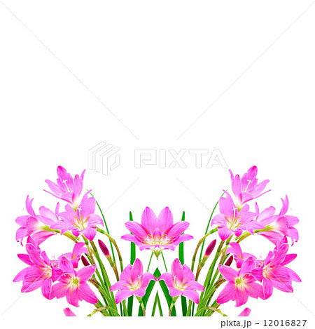 Zephyranthes Lily Zephyranthes Lily 12016827