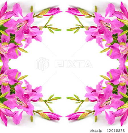 Bauhinia purpurea Bauhinia purpurea 12016828