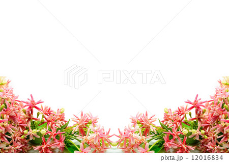 Rangoon Creeper 12016834