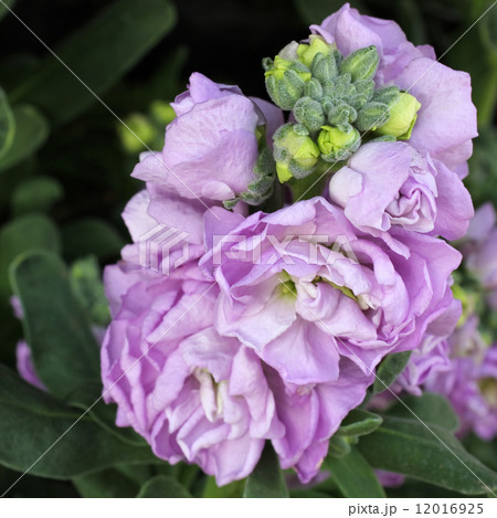 ストック 12016925