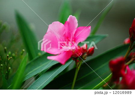 夏の花 キョウチクトウの花 夏の花 キョウチクトウの花 12016989