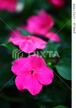 インパチェンス　紅色の花 12017009