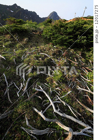 八ヶ岳連峰・赤岩の頭の枯れハイマツと横岳・赤岳 12017275