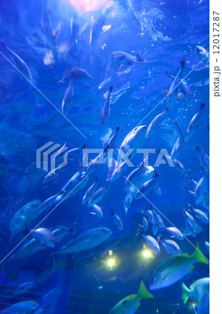 水中トンネル 水中トンネル 12017287