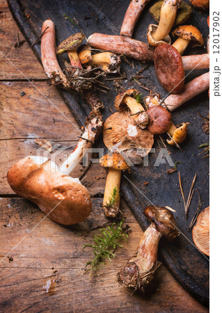 Mix of forest mushrooms Mix of forest mushrooms 12017902