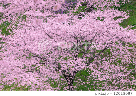 桜 桜 12018097