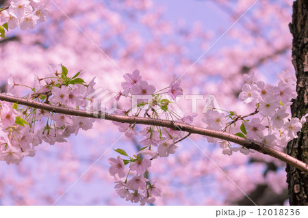 桜 桜 12018236