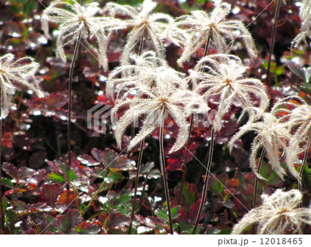 チングルマ 12018465