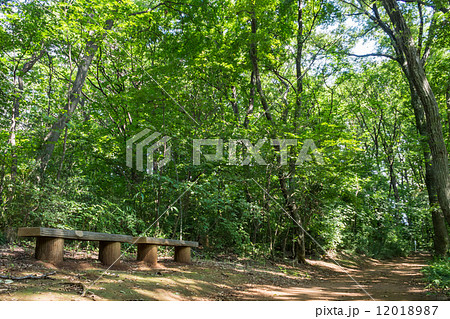 八国山緑地の遊歩道 12018987