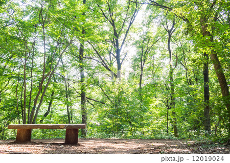 八国山緑地の遊歩道 八国山緑地の遊歩道 12019024