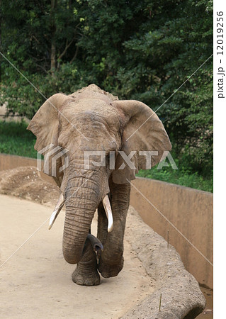 歩くアフリカゾウ 歩くアフリカゾウ 12019256