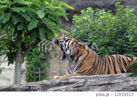 虎のあくび 虎のあくび 12019317