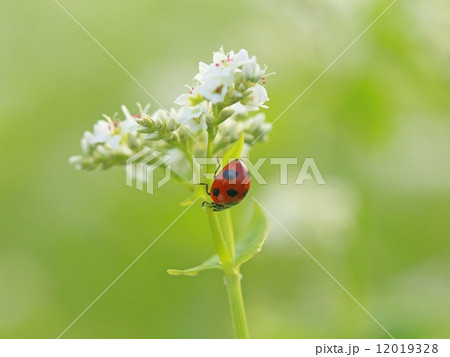 蕎麦とテントウ虫 蕎麦とテントウ虫 12019328