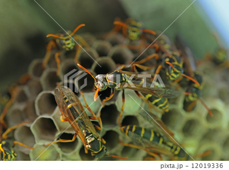 アシナガバチ一家 12019336