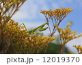 カマキリ 12019370